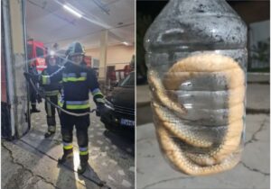 (ВИДЕО) В Кишиневе крупная змея заползла в машину на Чеканах. Потребовалась помощь спасателей