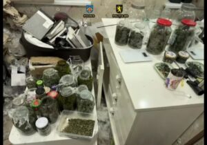 (ВИДЕО) Правоохранители арестовали группу наркоторговцев. Они выращивали коноплю в пригороде Кишинева