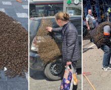 (ФОТО, ВИДЕО) На улицах Кишинева заметили рой пчел. Минсельхоз выступил с разъяснениями