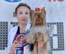 (ВИДЕО) Собака из Молдовы завоевала титул чемпионки Румынии. «Косметика Фифы занимает больше места, чем вся косметика нашей семьи»