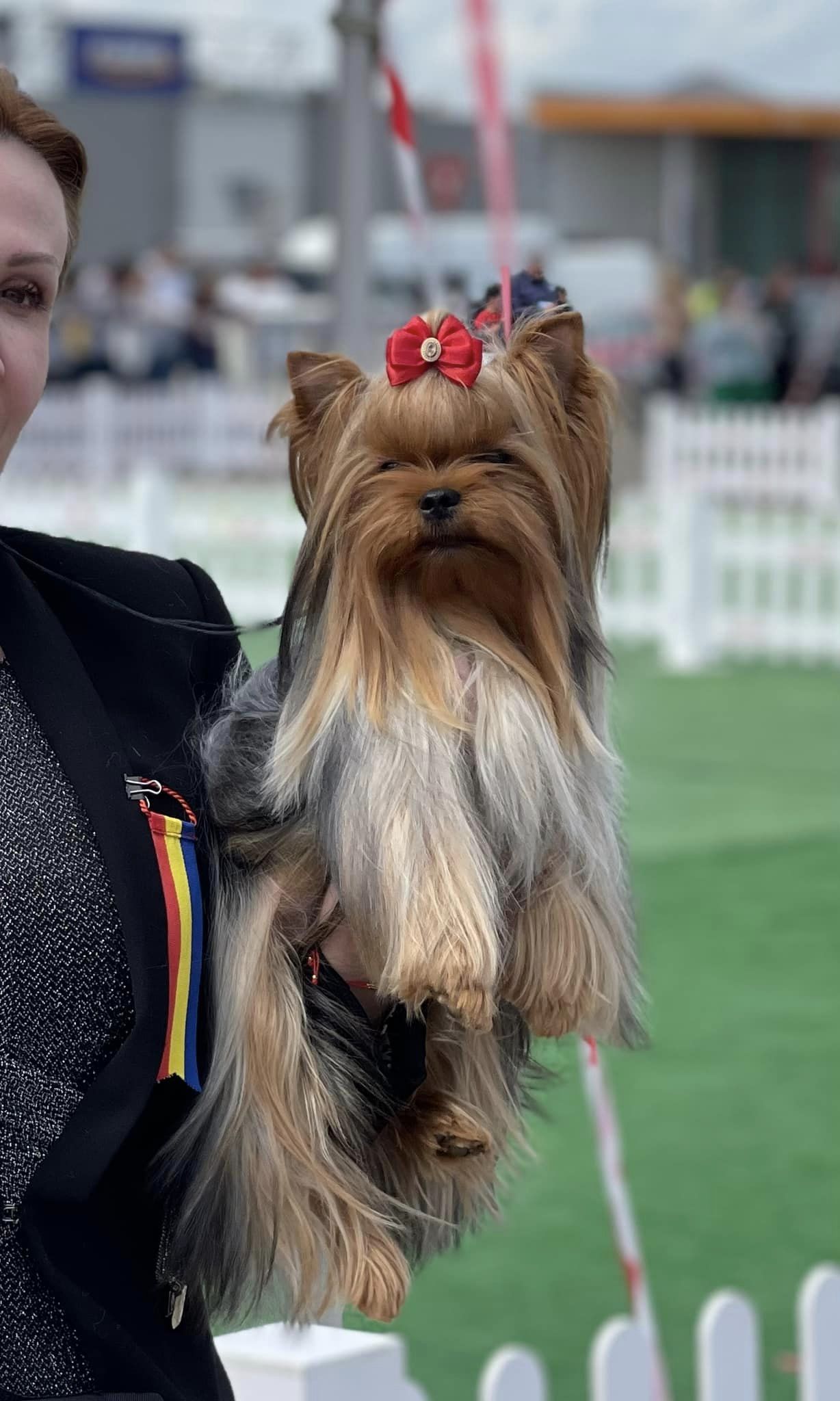 Câinele din Moldova, care a cucerit România: „Cosmetica ei ocupă mai mult loc decât toate produsele noastre” (FOTO)