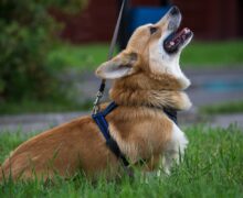 В парках Кишинева оборудуют площадки для выгула собак