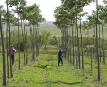 (ВИДЕО) В Штефан-Водском районе высадили плантацию самого быстрорастущего дерева в мире