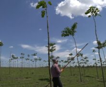 Investiții de peste un 1 milion lei la Ștefan Vodă în paulovnia, copacul cu cea mai rapidă creștere