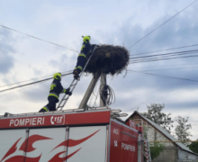 (ФОТО) В Каушанах пожарные спасли птенца аиста, выпавшего из гнезда