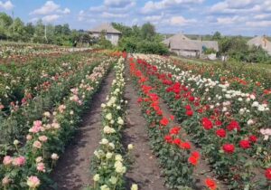 ANSA: За два года Молдова экспортировала более 3,5 млн саженцев роз
