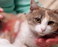 (ВИДЕО) «Стыдно и страшно жить в этой стране». История Тамары и кошки Маруси, которую облили уксусной кислотой