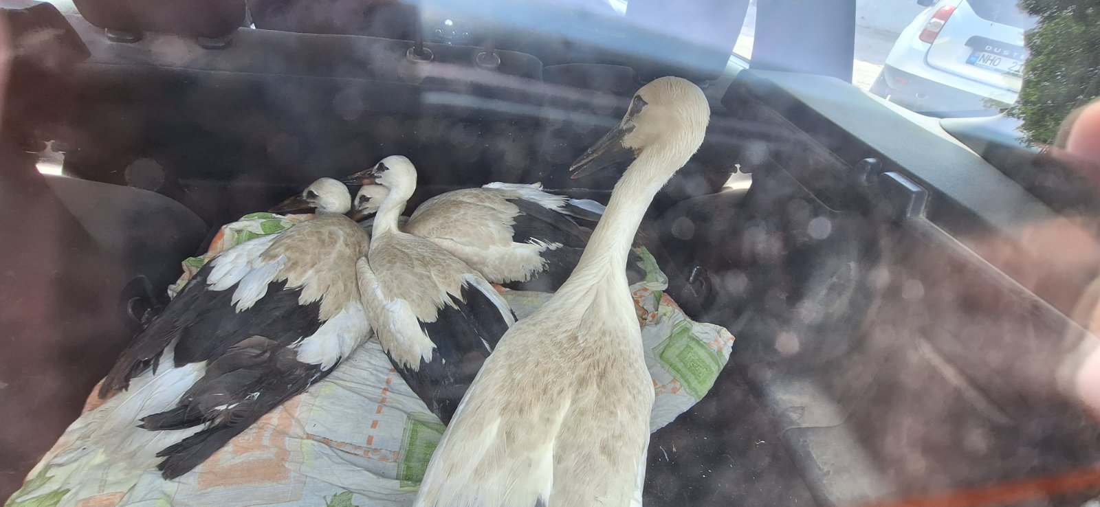 (ФОТО) В Новоаненском районе спасли птенцов аиста, выпавших из гнезда