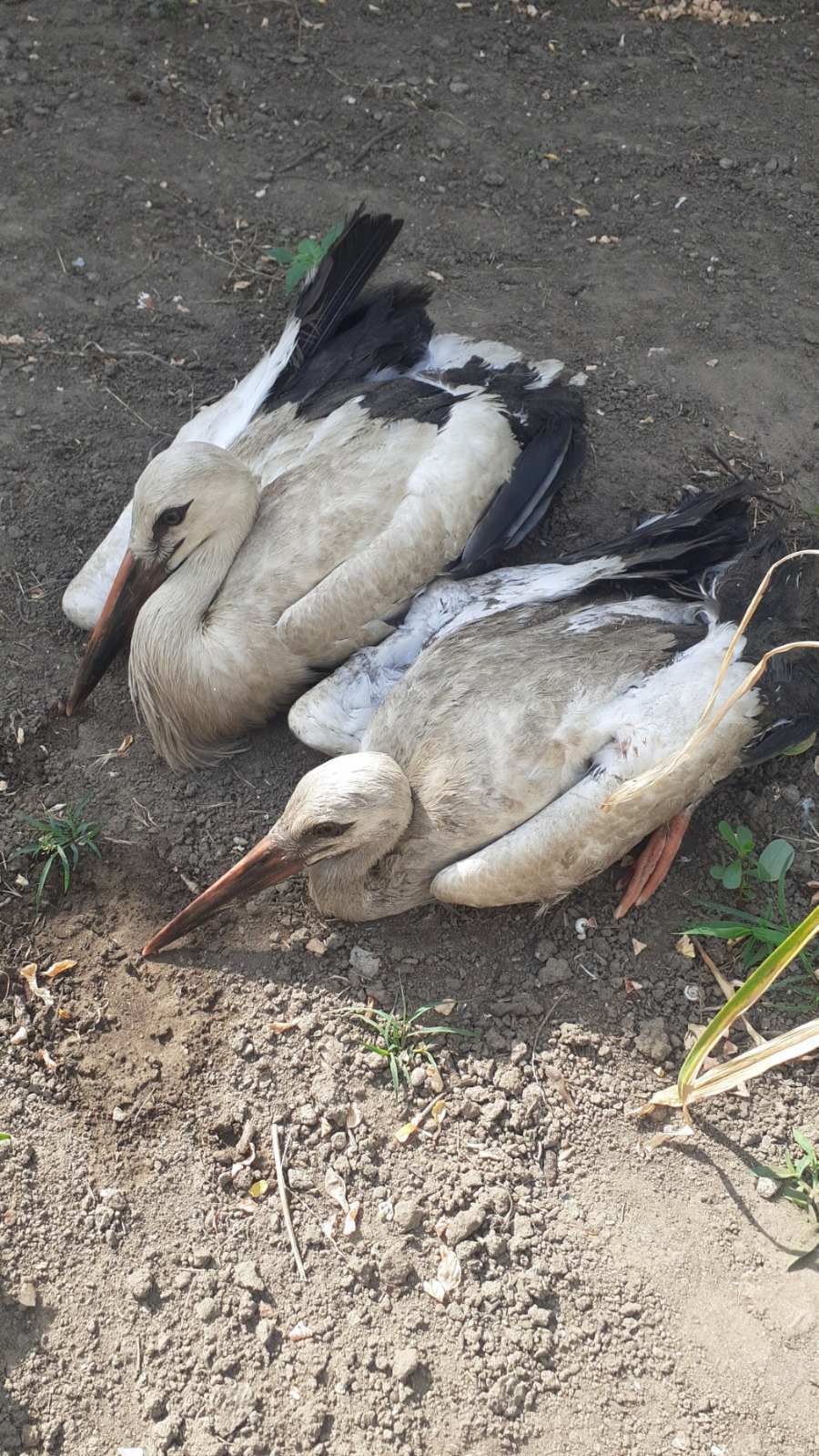 (ФОТО) В Новоаненском районе спасли птенцов аиста, выпавших из гнезда