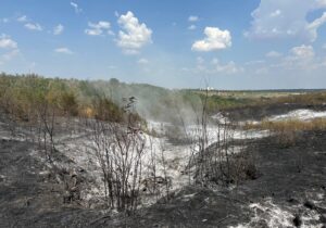 «Потребуется 7 лет, чтобы восстановить лес». Власти побывали на месте пожара в Кагуле