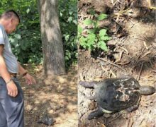 Broaște țestoase moarte, la Edineț: au fost găsite cu învelișurile crăpate și străpunse FOTO 