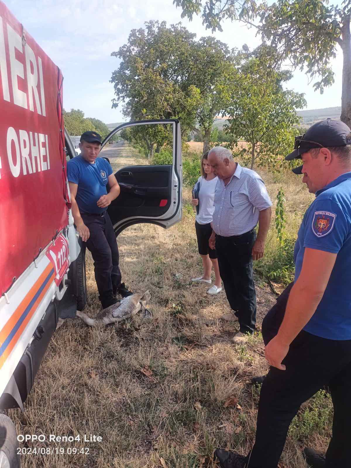 (ФОТО) В Оргеевском районе спасли птенца лебедя