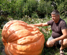 (VIDEO) Cel mai mare dovleac din Moldova – 750 kg! Ce va face fermierul cu gigantul?