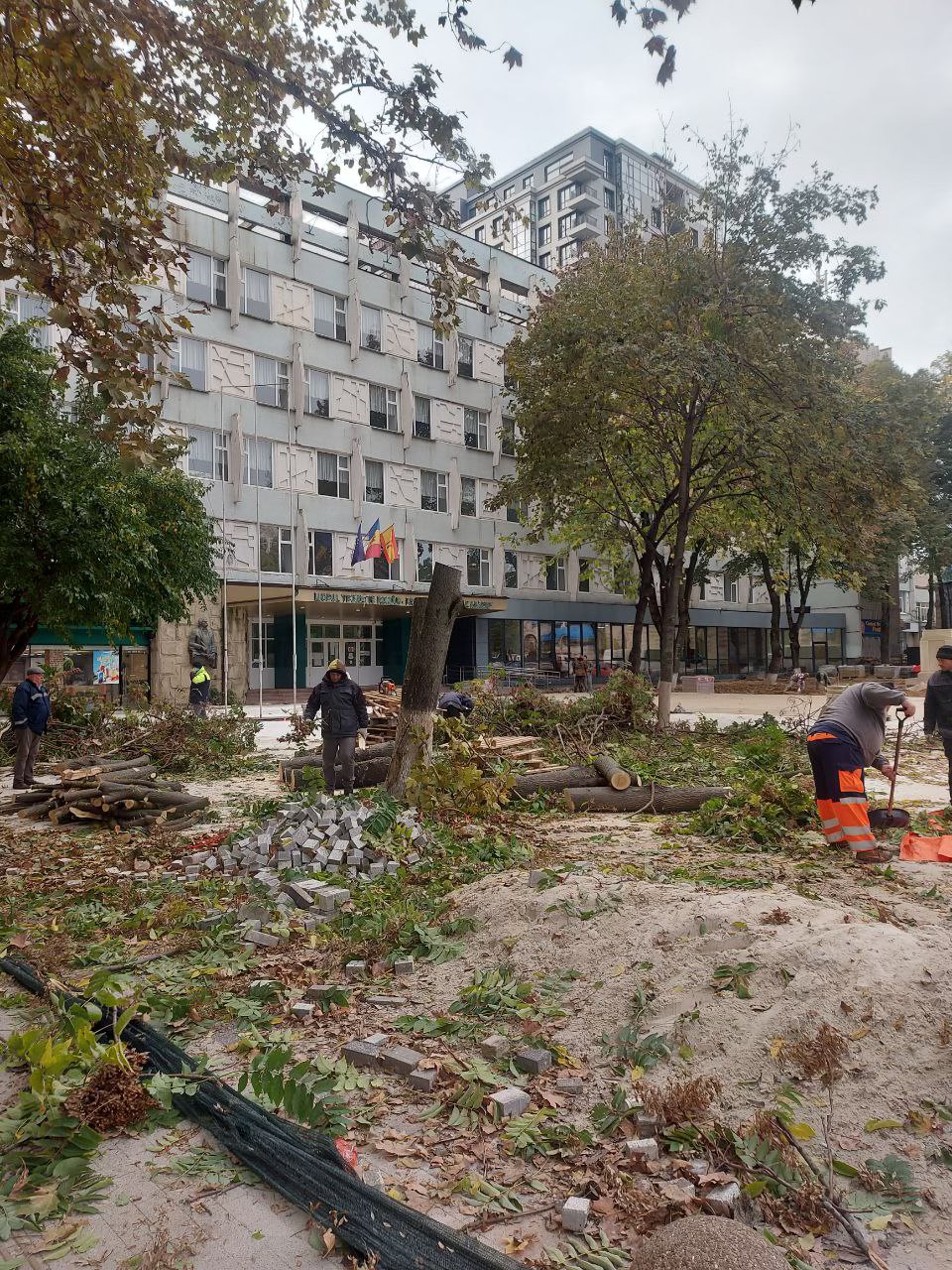 FOTO Arbori din scuarul liceului Gheorghe Asachi, aparent sănătoși, tăiați. Cum explică autoritățile