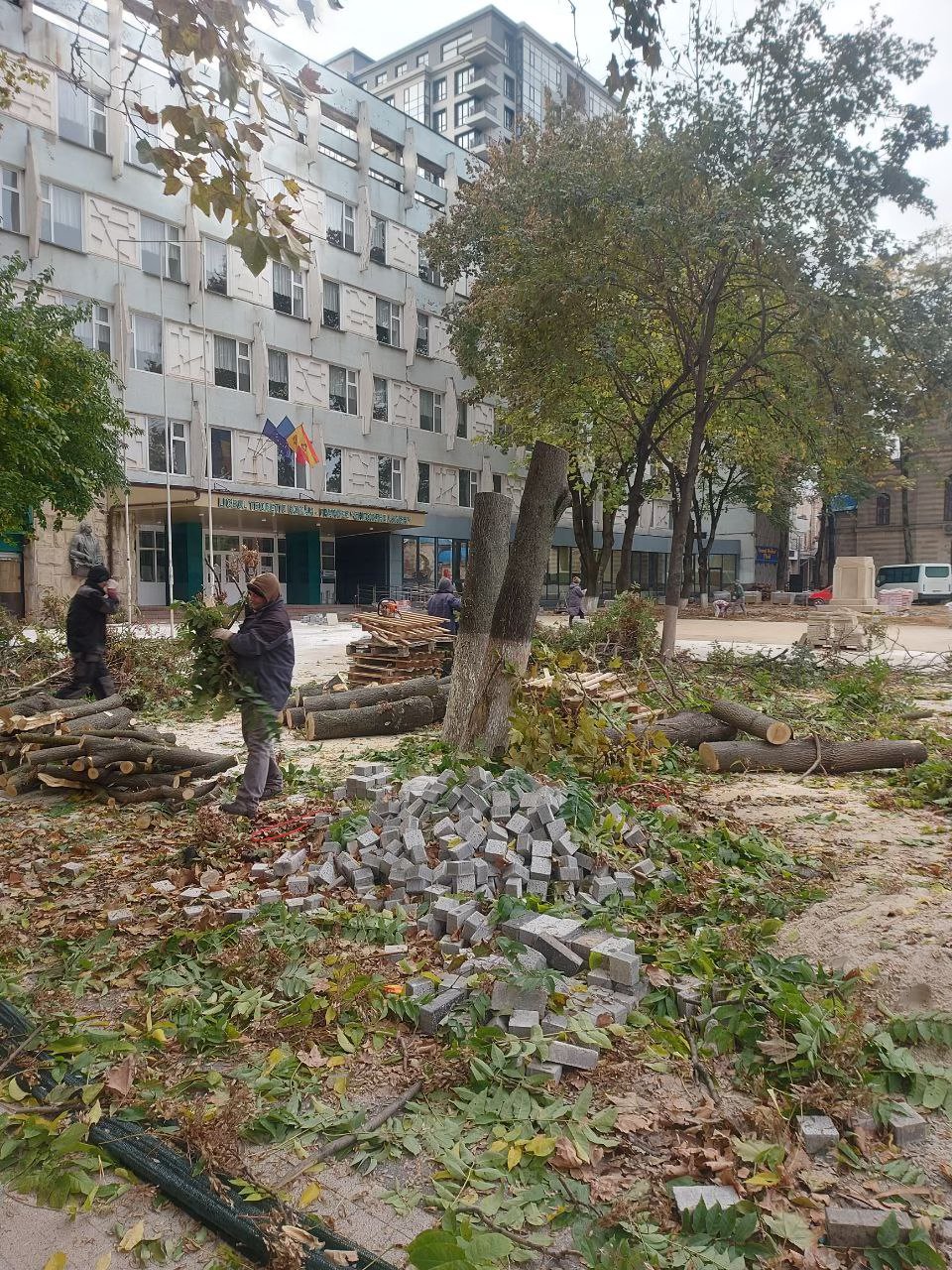 FOTO Arbori din scuarul liceului Gheorghe Asachi, aparent sănătoși, tăiați. Cum explică autoritățile