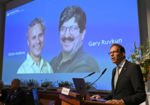 Premiul Nobel pentru Medicină 2024, acordat lui Victor Ambros și Gary Ruvkun. Ce descoperire au făcut