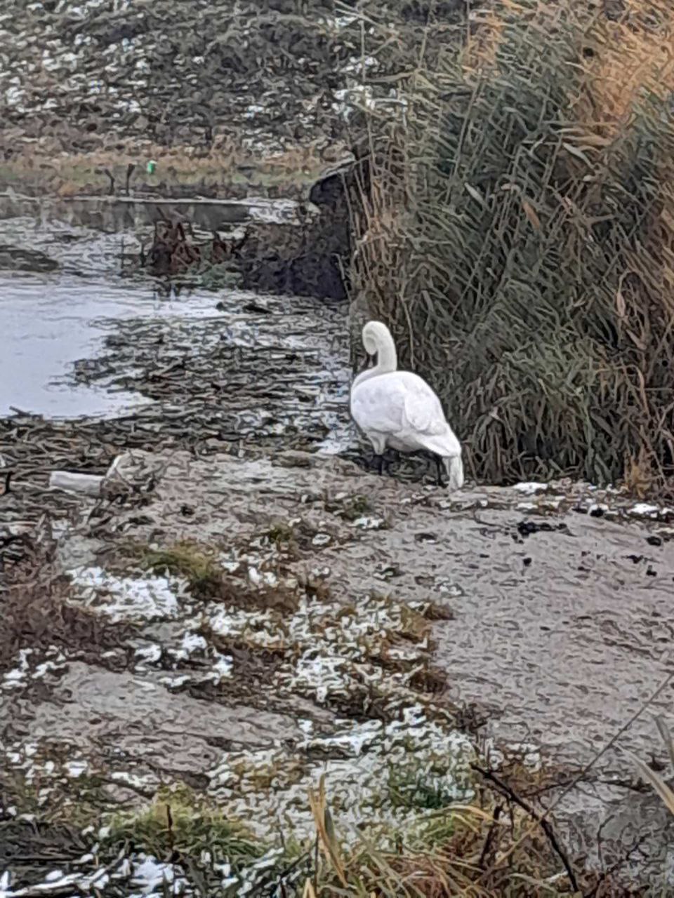 (ФОТО) В Теленештском районе спасли раненного лебедя