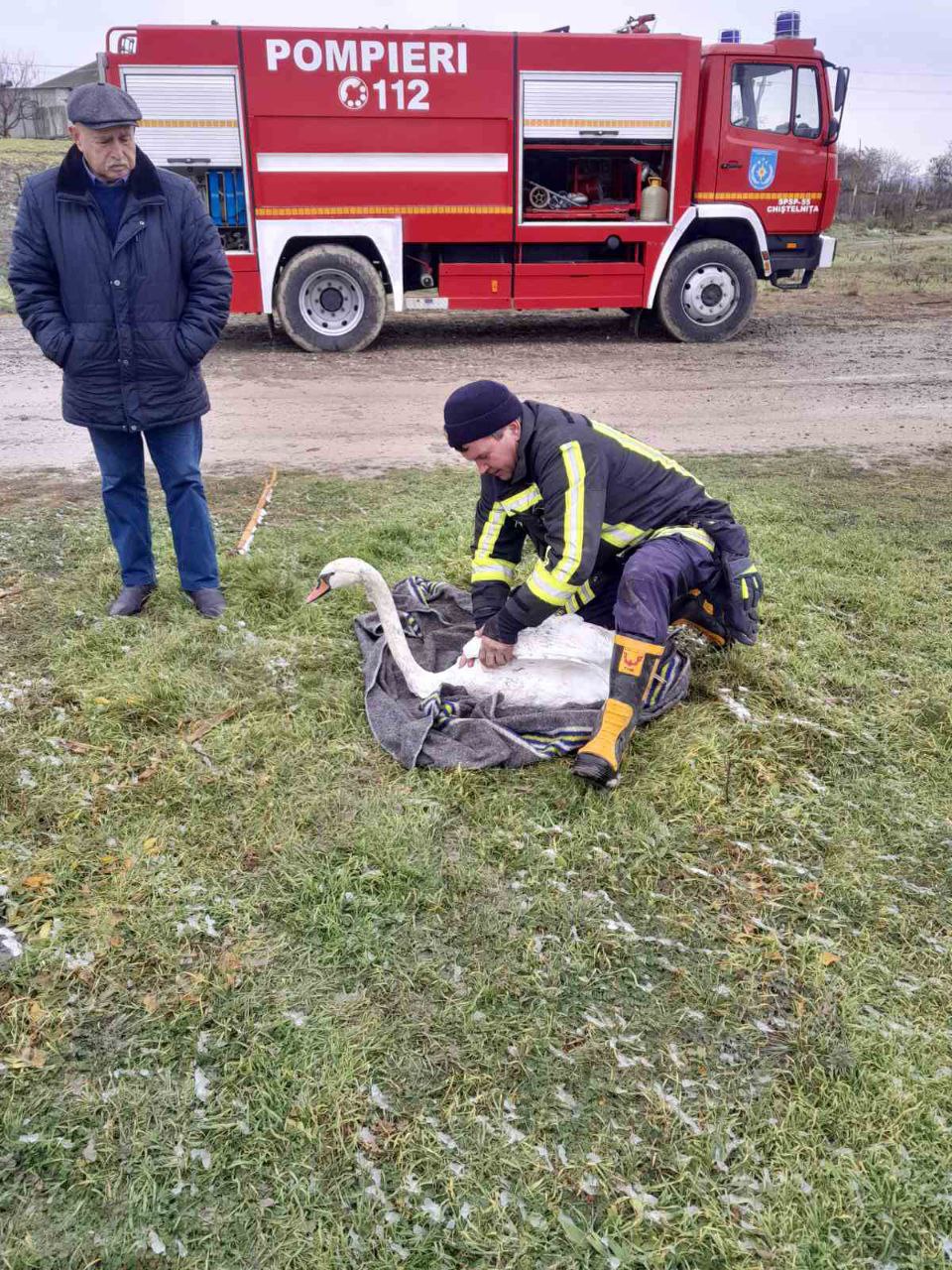 (ФОТО) В Теленештском районе спасли раненного лебедя