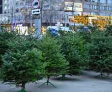 Где в Кишиневе можно будет купить живую елку к новогодним праздникам. Мэрия опубликовала адреса