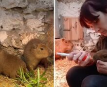 (ВИДЕО) В зоопарке Кишинева родились детеныши капибары