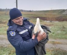 (ФОТО) В Теленештском районе спасли раненного лебедя