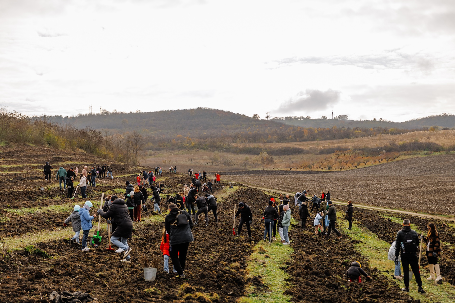 Pădurea Prieteniei – am plantat 16 000 de copaci pentru un viitor mai verde