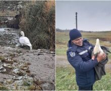 O lebădă cu aripa frântă, salvată de pompieri din apele Răutului (FOTO)