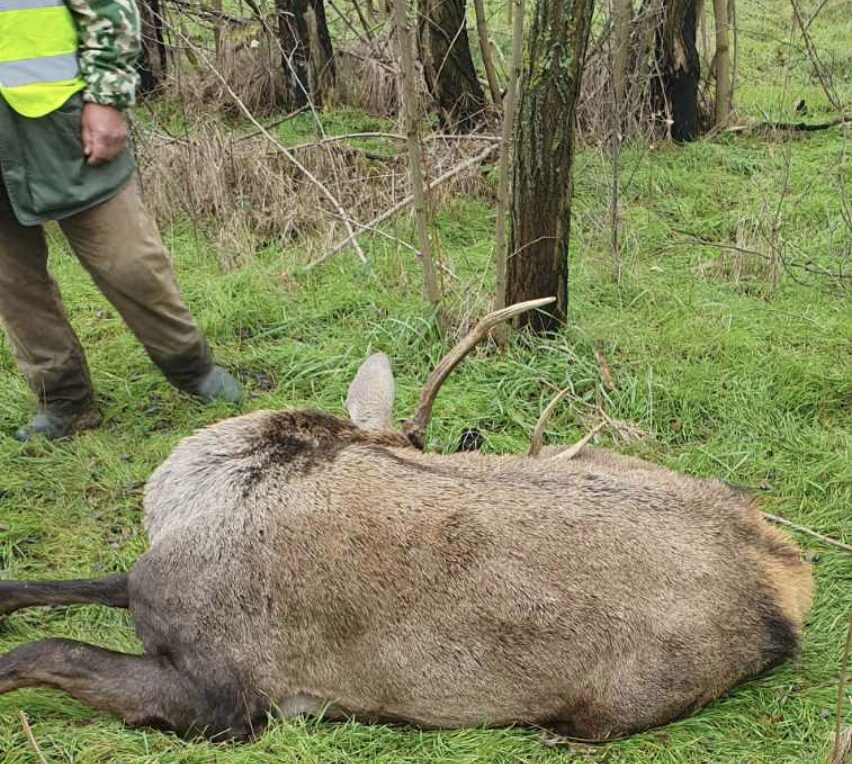 Pe un câmp de vânătoare din Călărași a fost găsit cadavrul unui cerb nobil FOTO