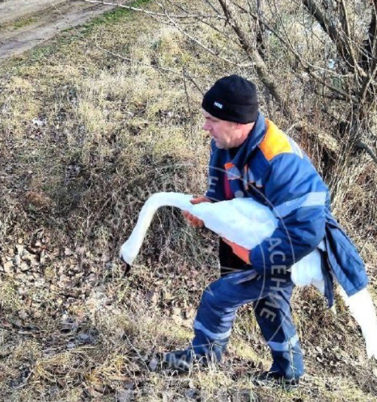 (ФОТО) В Приднестровье на реке Турунчук спасли слепого лебедя