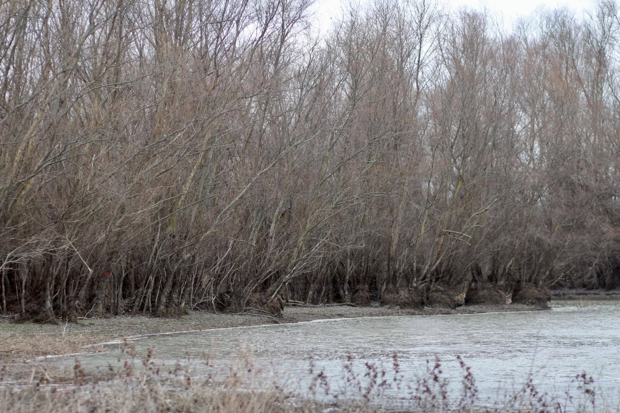 Flux mai mare de apă pentru lacul Beleu: vor fi curățate două canale ce îl alimentează