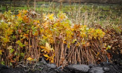 Facebook/Gheorghe Hajder