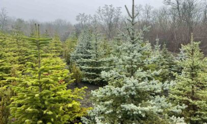 Facebook/Agenția „Moldsilva”