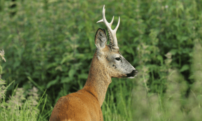 roe-buck-field